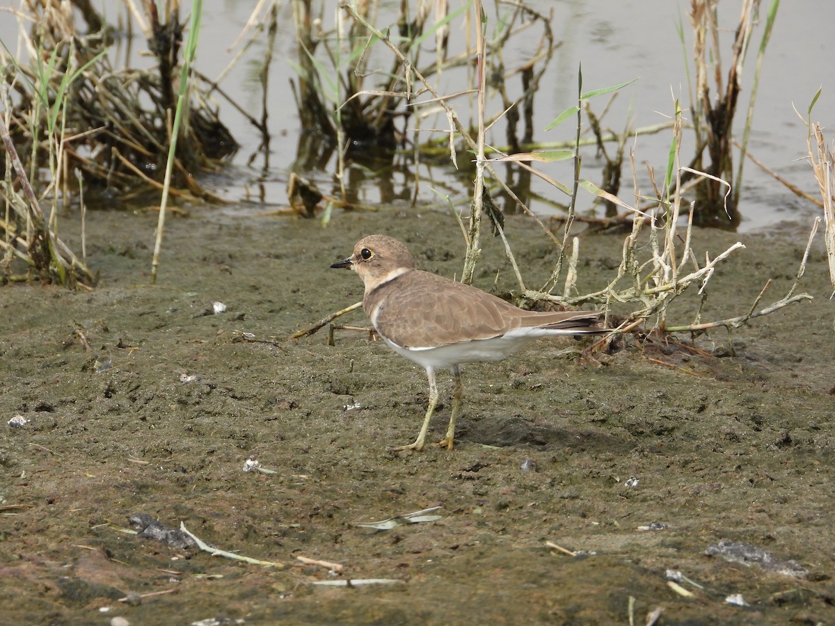 Нарийн хиазат - ML644709806
