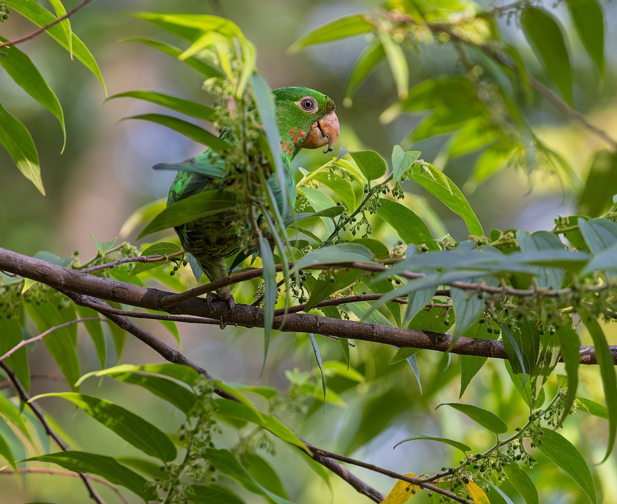 White-eyed Parakeet - ML644709807