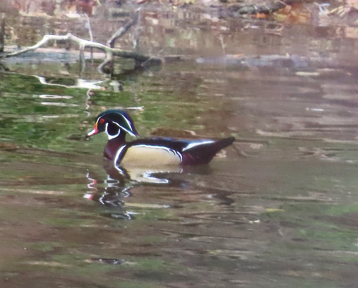 Wood Duck - ML644709808