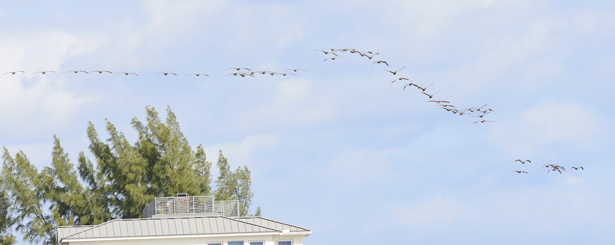 Brown Pelican - ML644709810