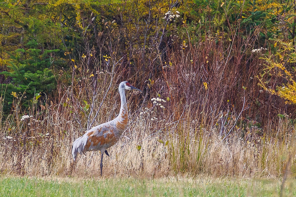 Орог тогоруу - ML644709812