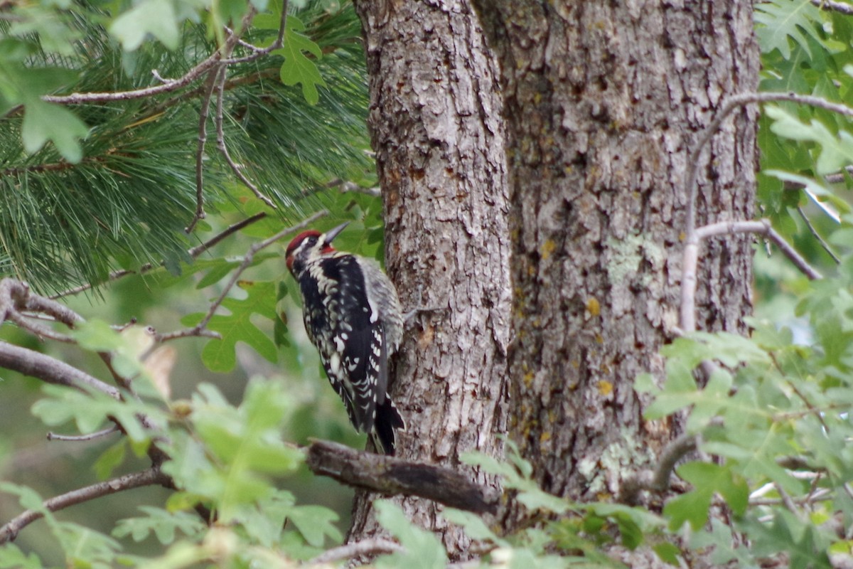 Red-naped Sapsucker - ML644709813