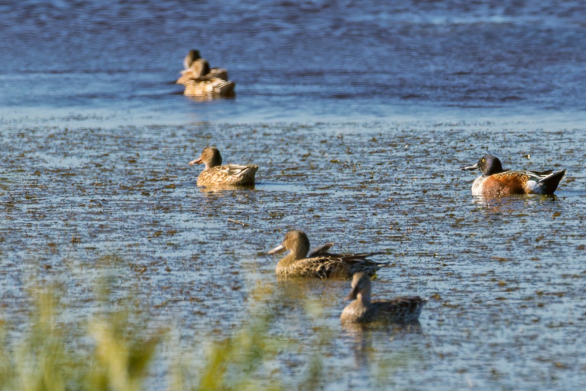 Халбага нугас - ML644709815