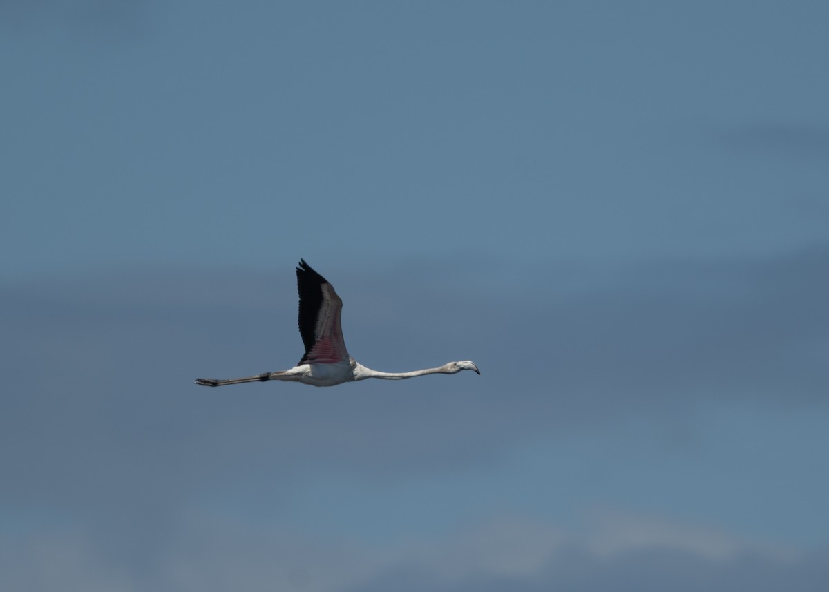 Ягаан нал - ML644709817