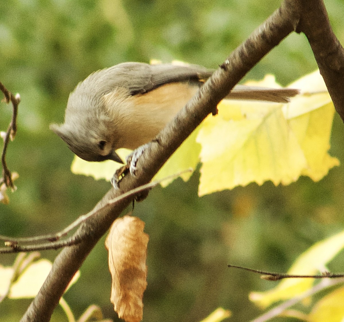 Tufted Titmouse - ML644709819