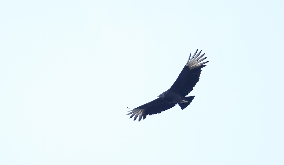 Black Vulture - ML644709820