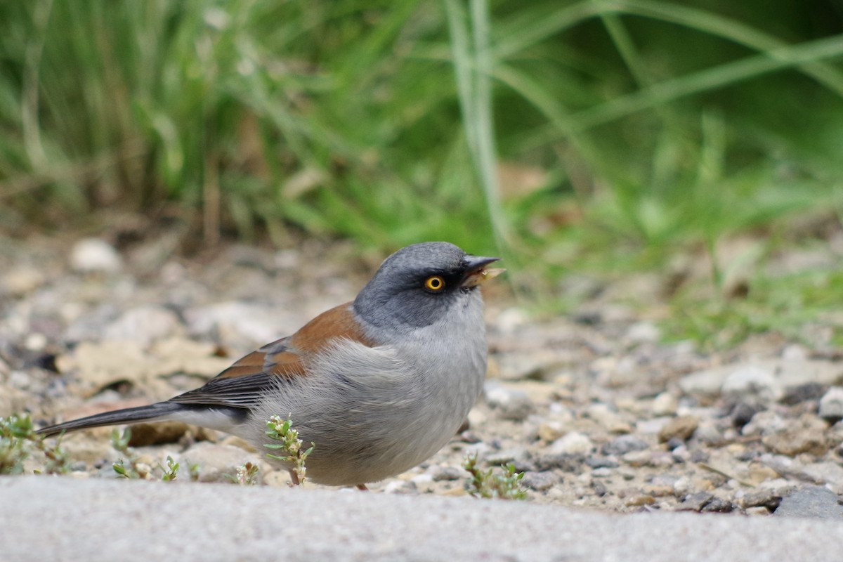 Yellow-eyed Junco - ML644709825