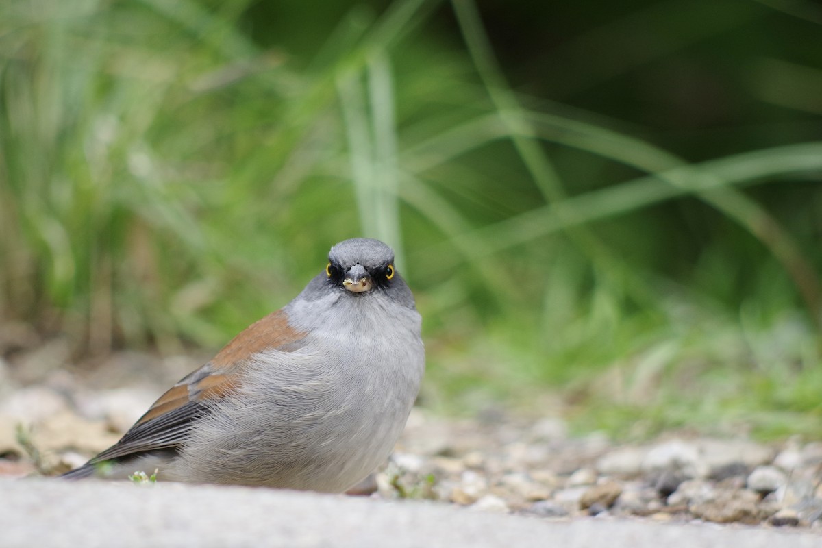 Yellow-eyed Junco - ML644709826