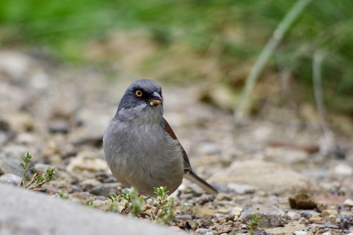 Yellow-eyed Junco - ML644709827