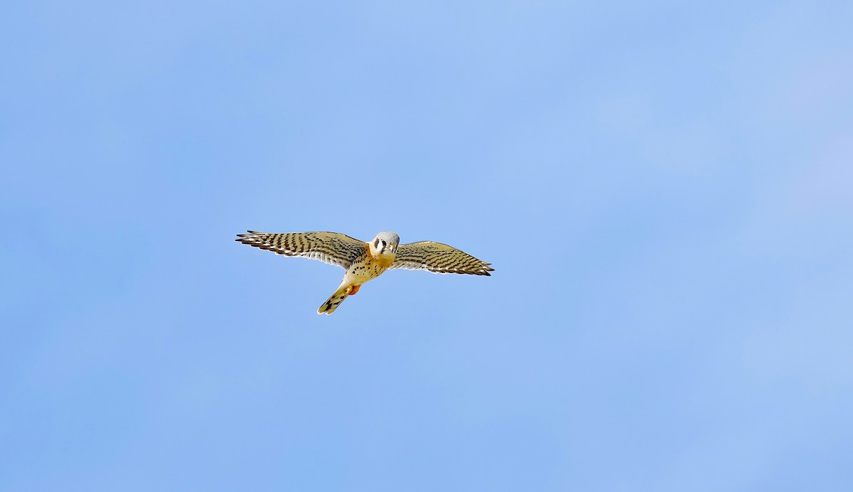 American Kestrel - ML644709832