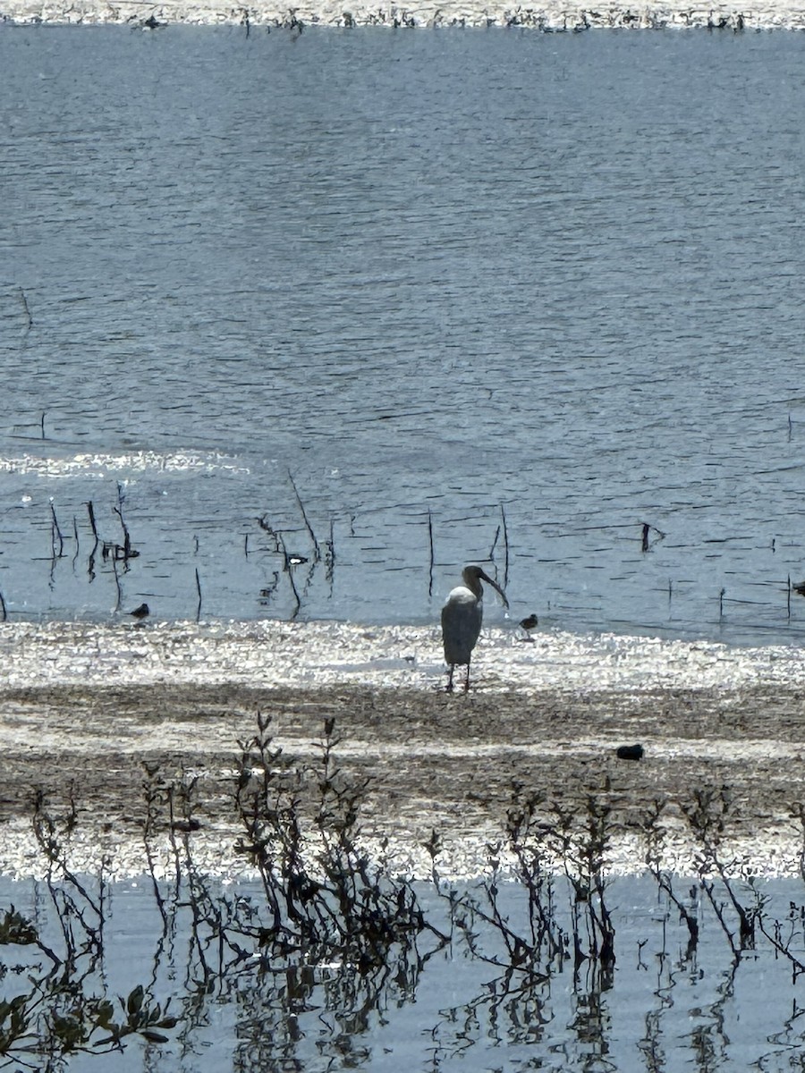 White Ibis - ML644709835