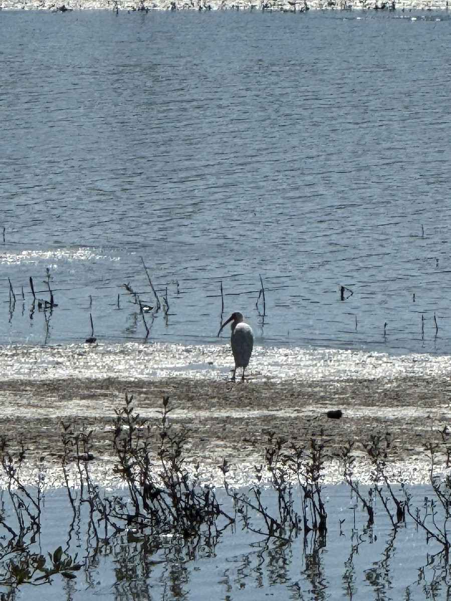 White Ibis - ML644709836