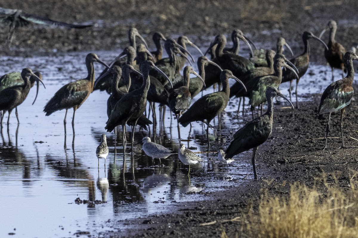 Red Knot - ML644709847