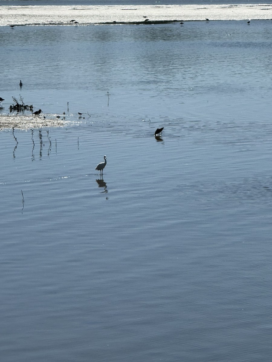 Reddish Egret - ML644709852
