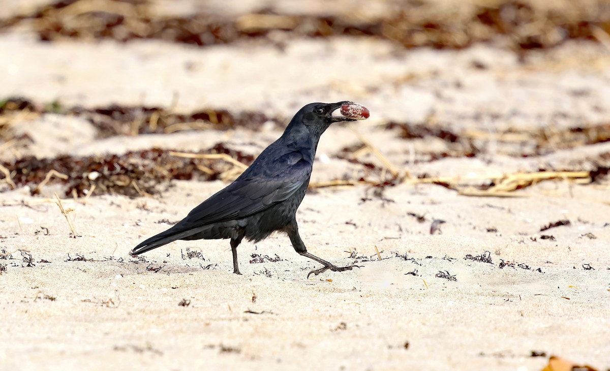 ウオガラス - ML644709854