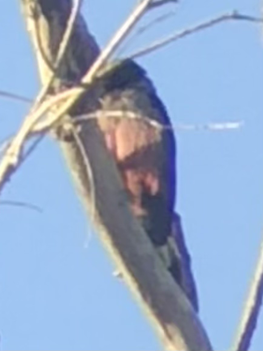 Lewis's Woodpecker - ML644709855