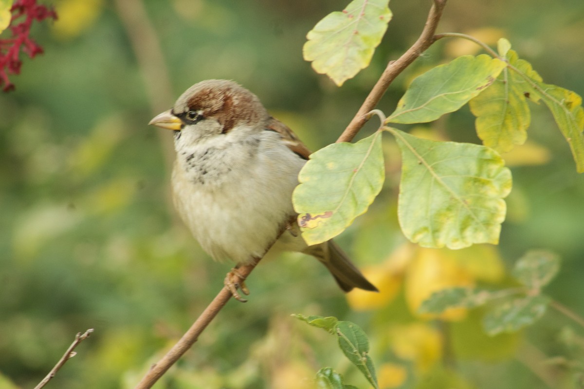 House Sparrow - ML644709856