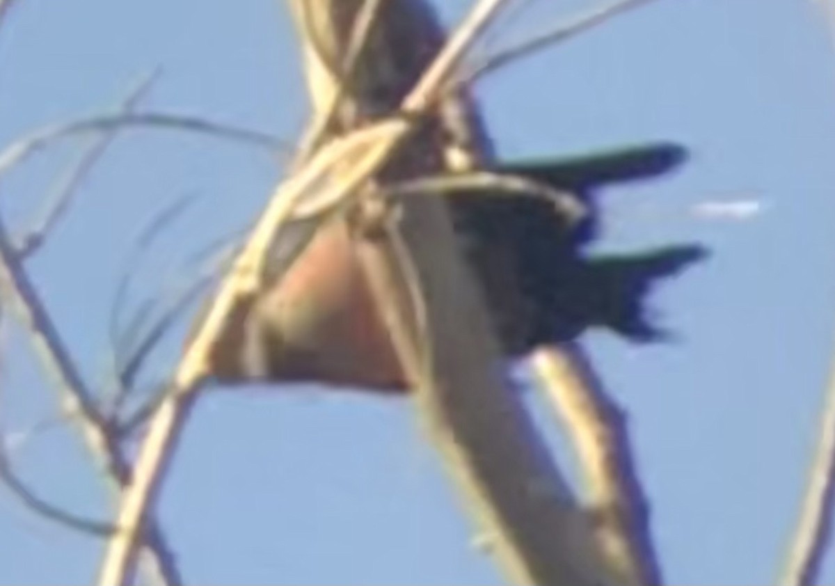 Lewis's Woodpecker - ML644709862