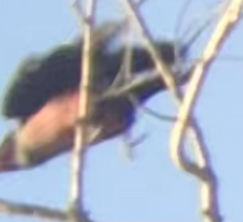 Lewis's Woodpecker - ML644709865