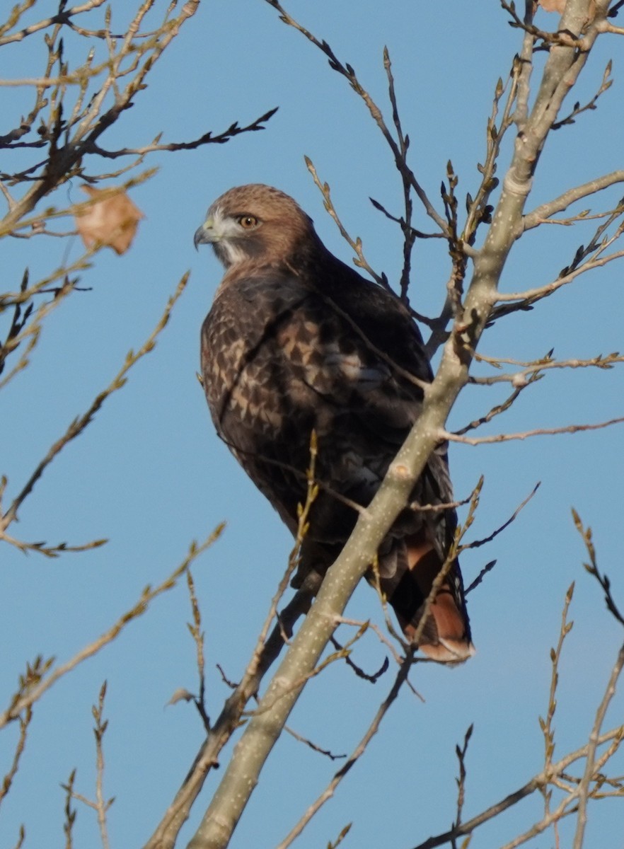 Red-tailed Hawk - ML644709873