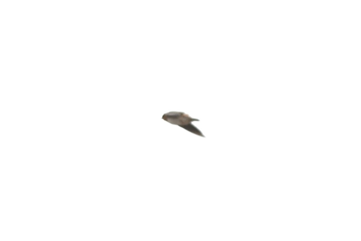 Cave Swallow - ML644709874