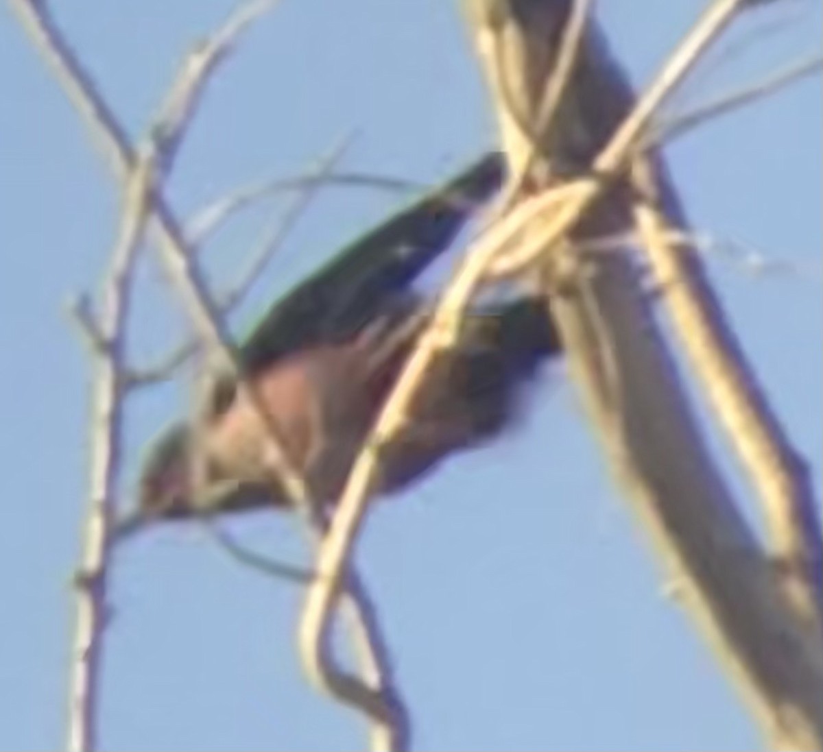 Lewis's Woodpecker - ML644709876