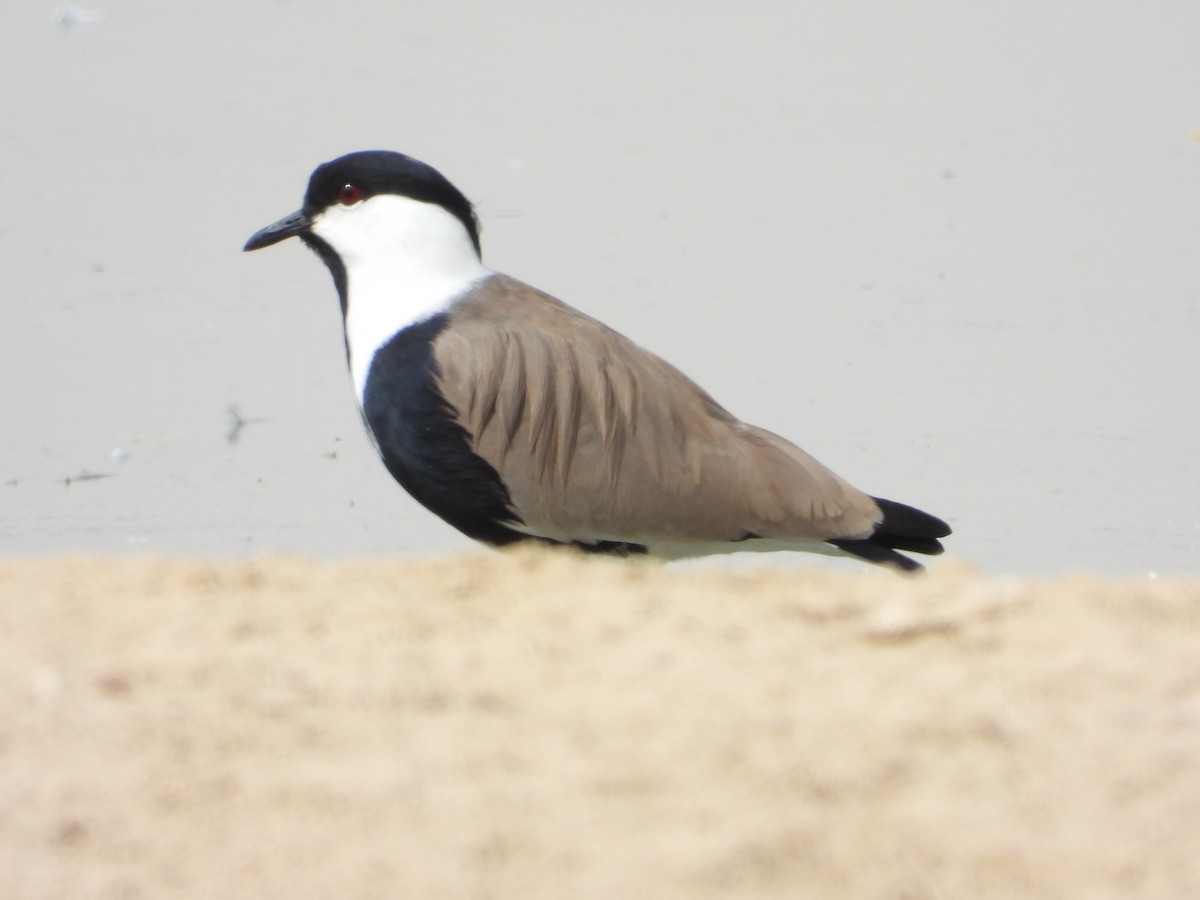 Vanneau à éperons - ML644709880