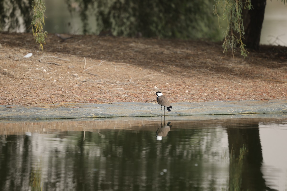 Vanneau à éperons - ML644709882