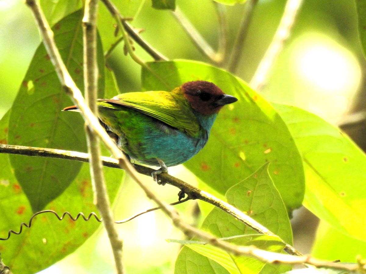 Bay-headed Tanager - ML644709905