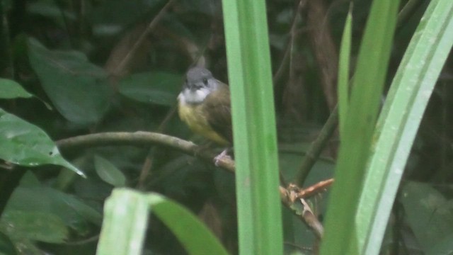 gulbukbylbyl - ML644709910