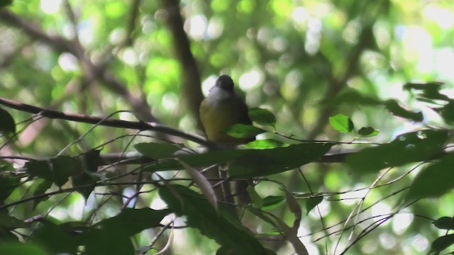 gulbukbylbyl - ML644709911