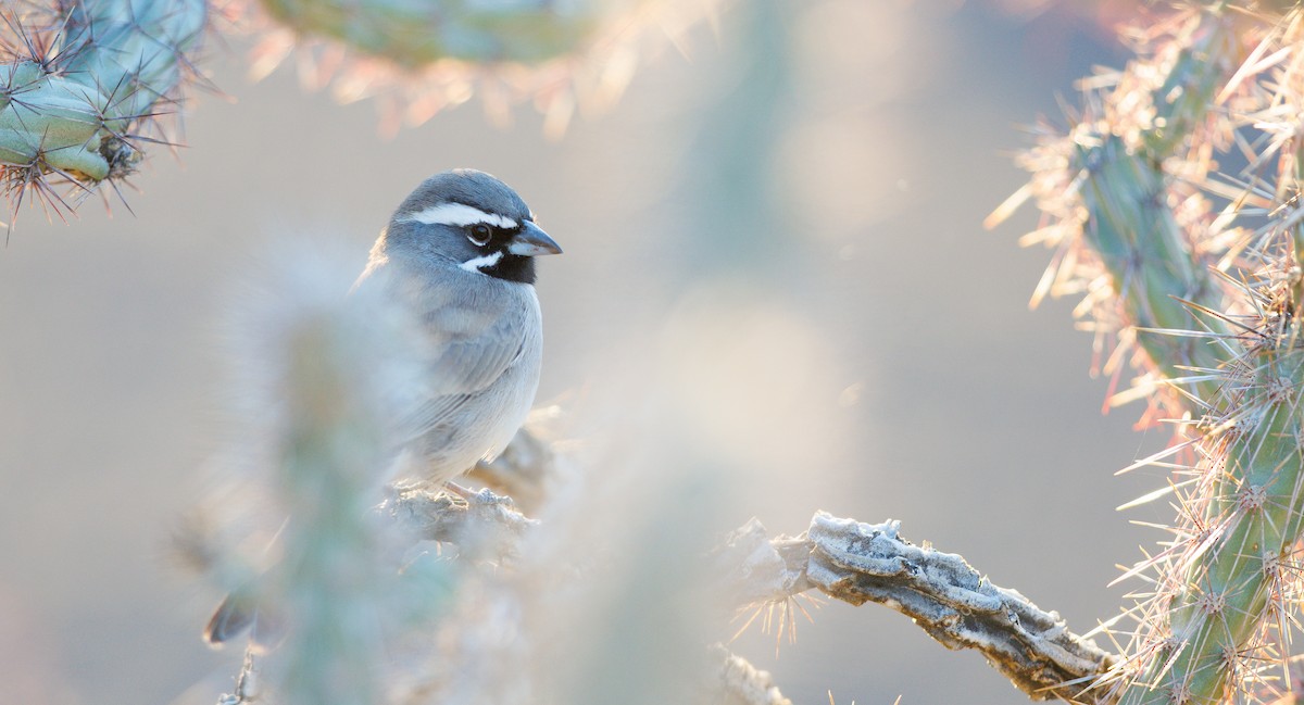 Black-throated Sparrow - ML644709912