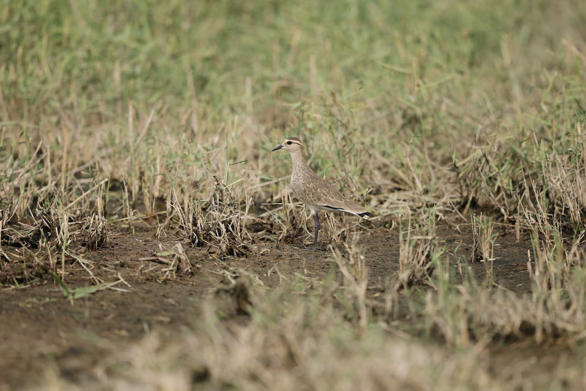 Pavoncella gregaria - ML644709914