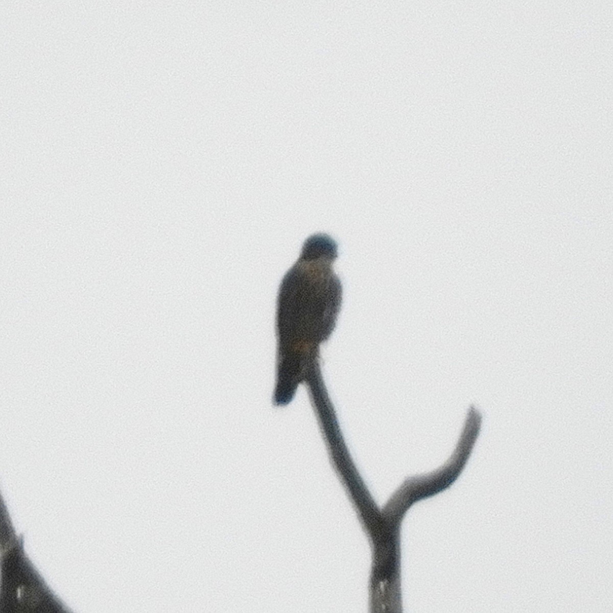 ハヤブサ - ML644709917