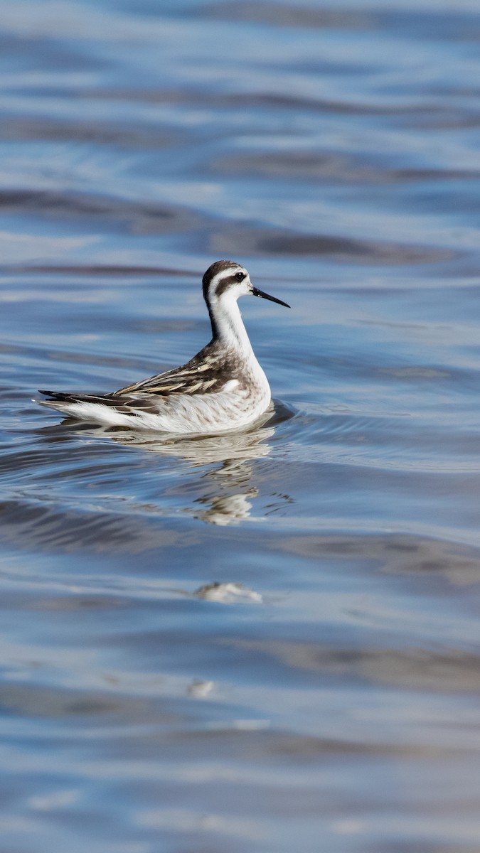 Плавунець круглодзьобий - ML644709937