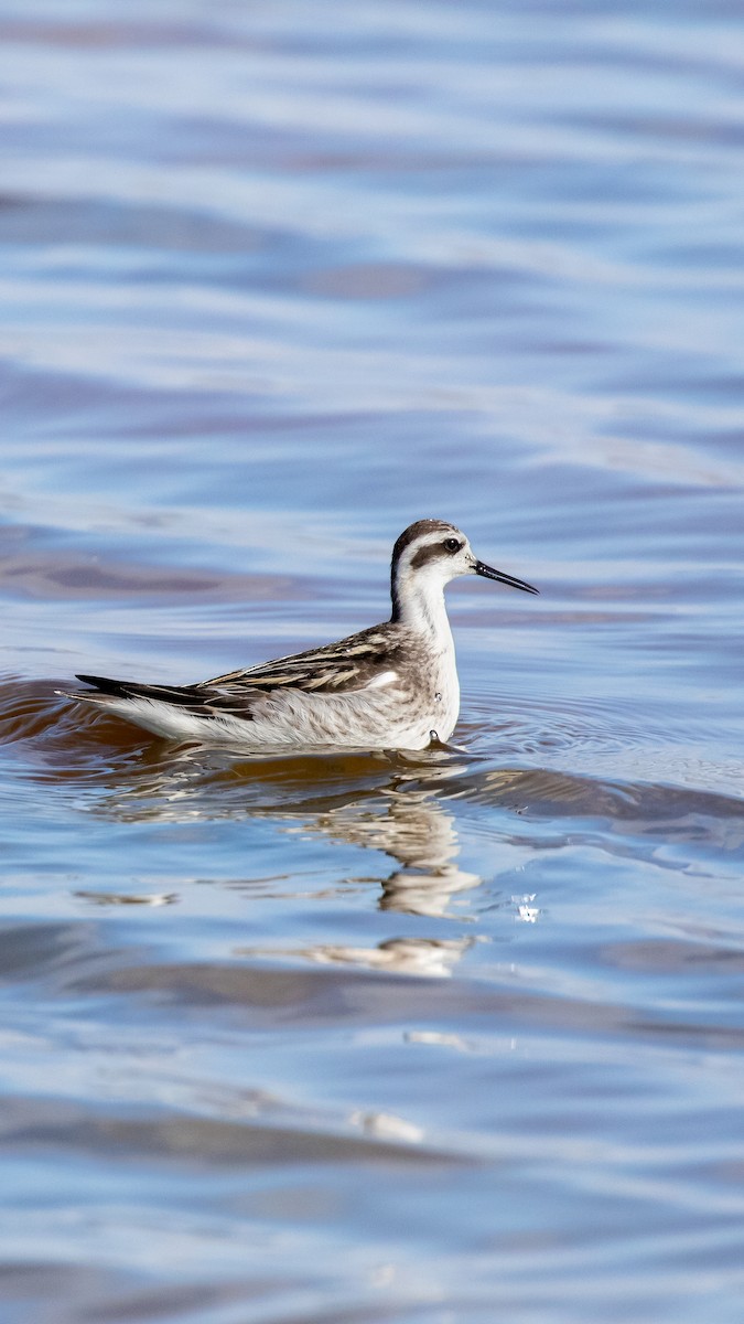 Плавунець круглодзьобий - ML644709938