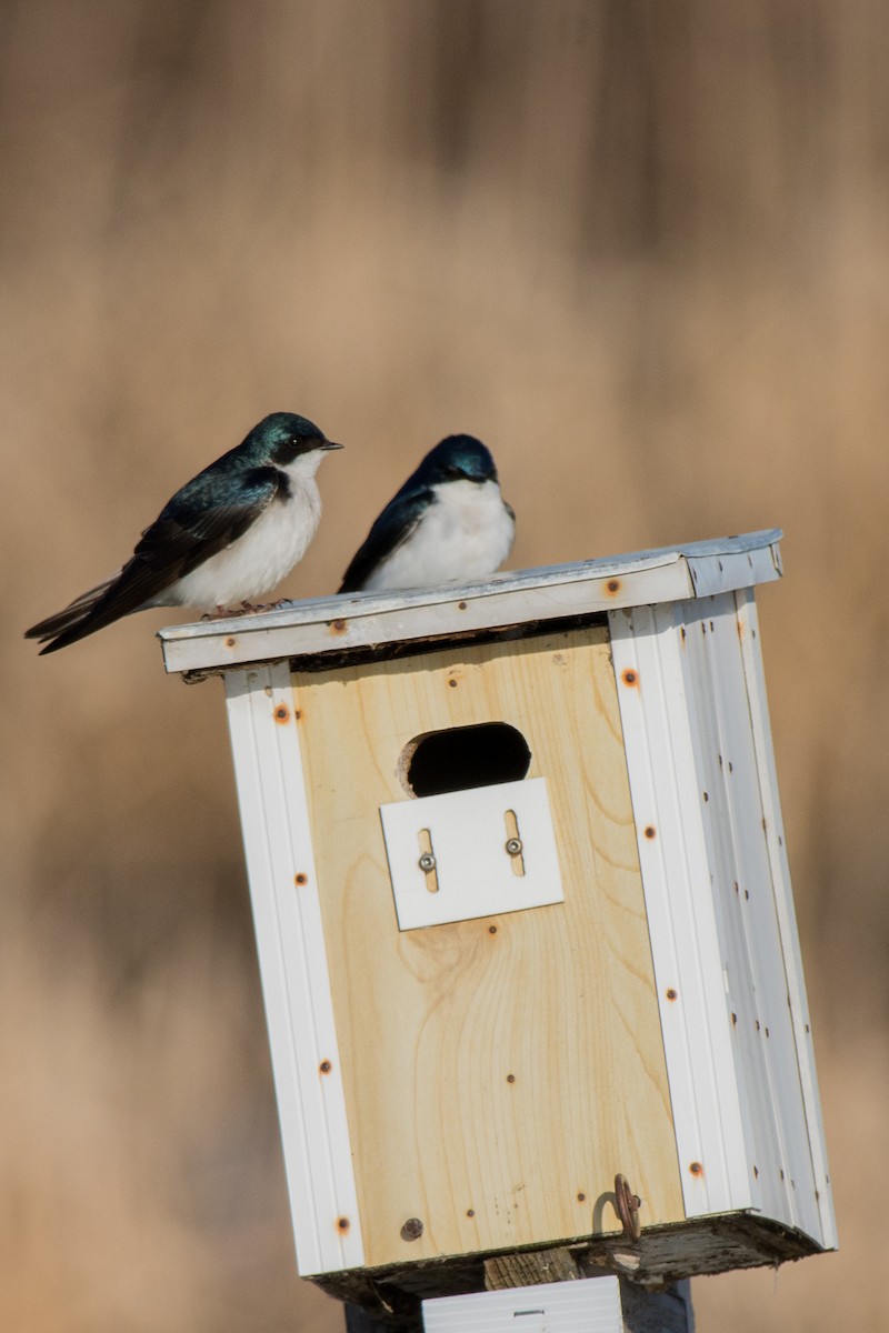 סנונית עצים - ML644709939