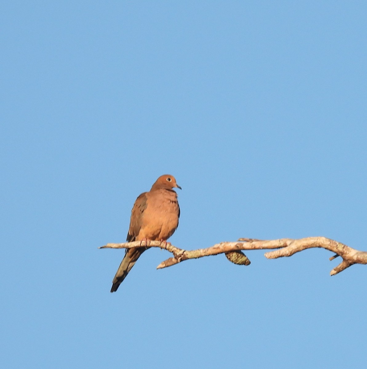 Mourning Dove - ML644709943