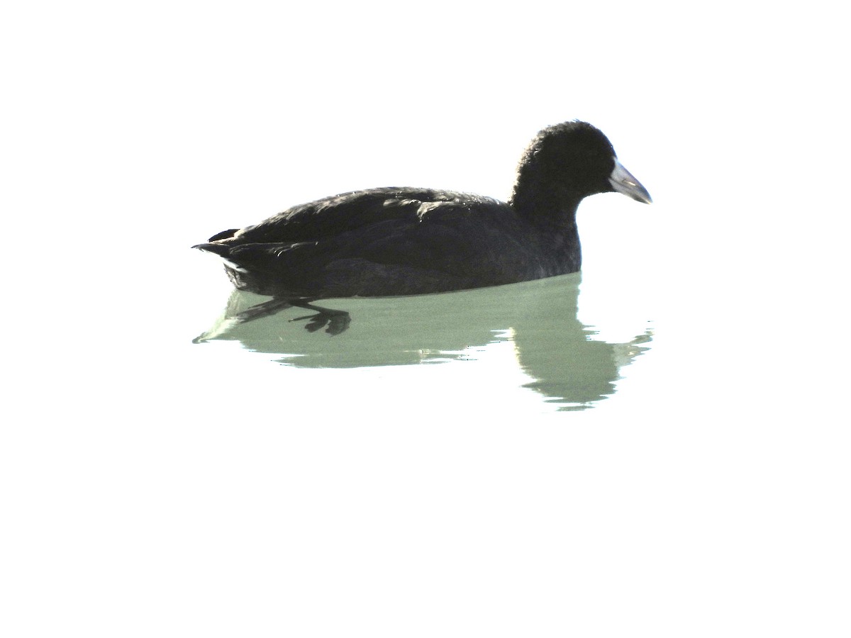 American Coot - ML644709947