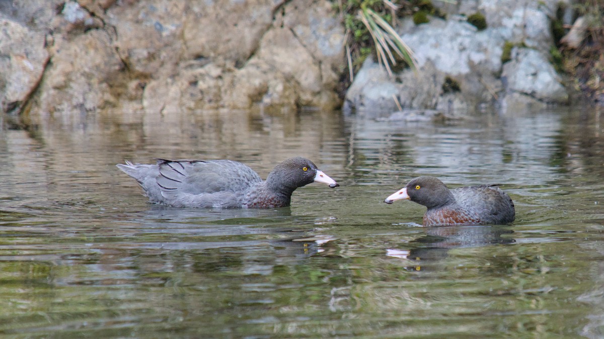 kaskadeand - ML644709948