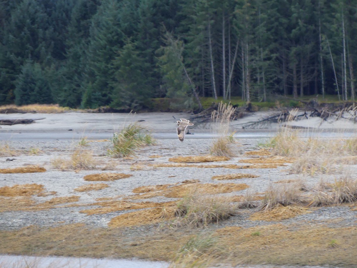 Short-eared Owl - ML644709949