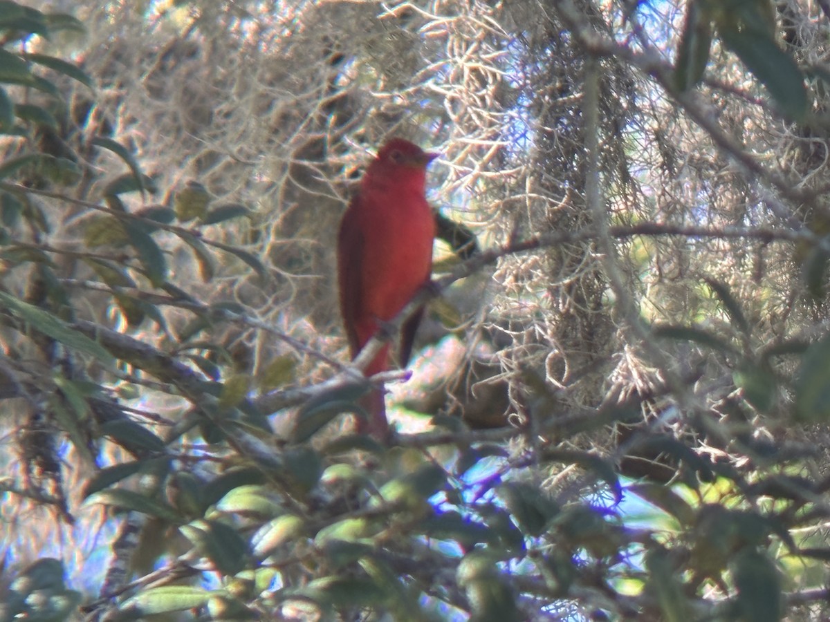 Summer Tanager - ML644709950