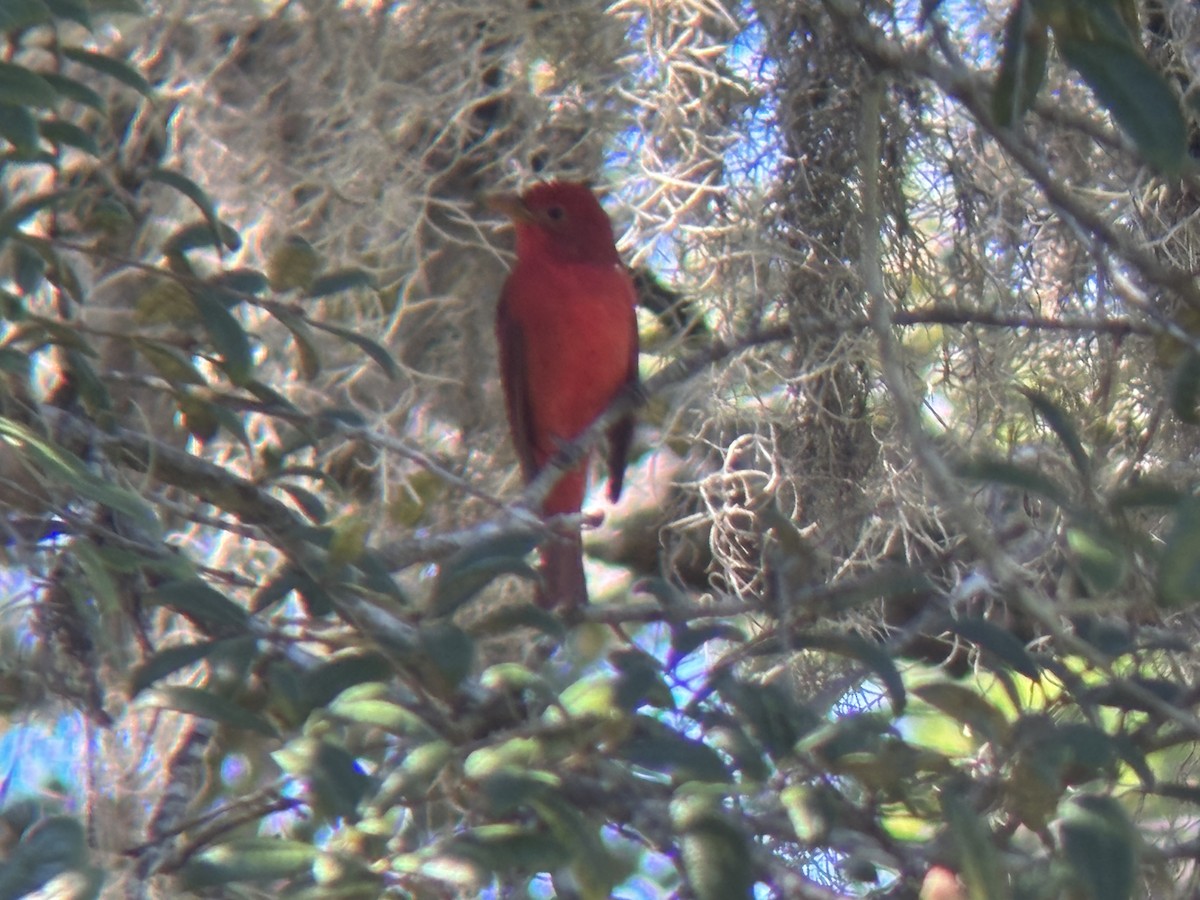 Summer Tanager - ML644709951