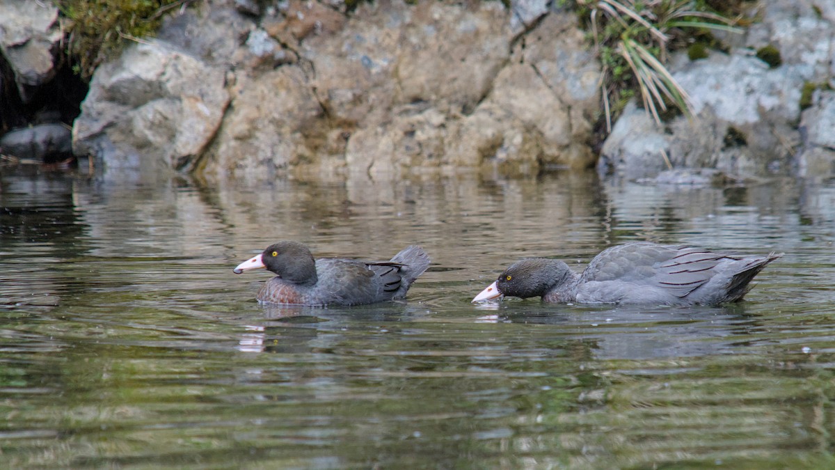 Blue Duck - ML644709958