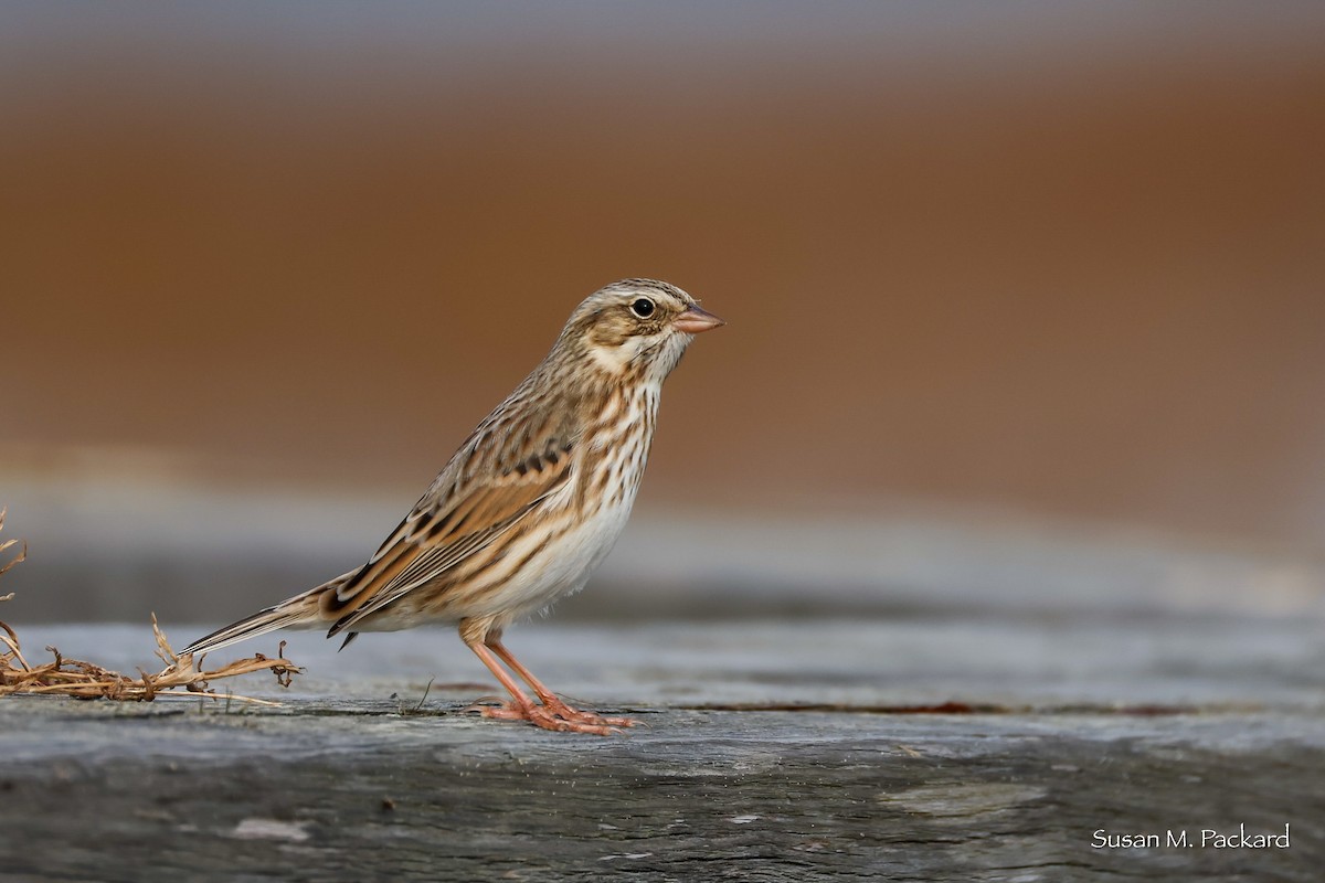 גיבתונית ערבות - ML644709961