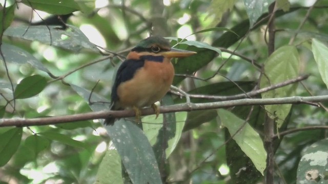 Rufous-collared Kingfisher - ML644709962