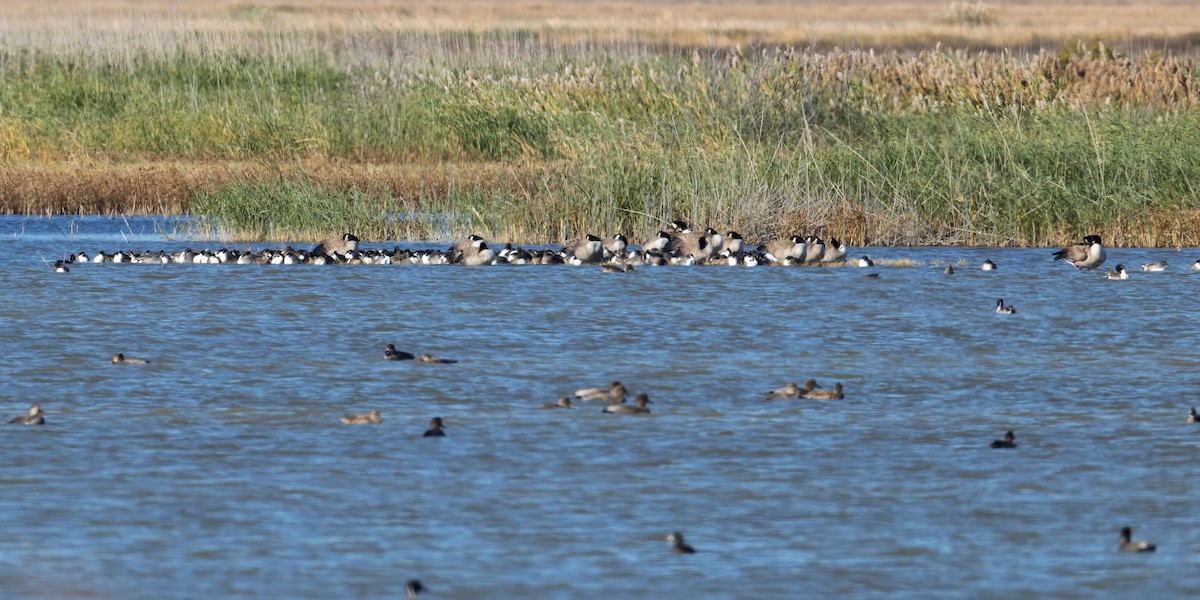 אווז לבן-מצח - ML644709963