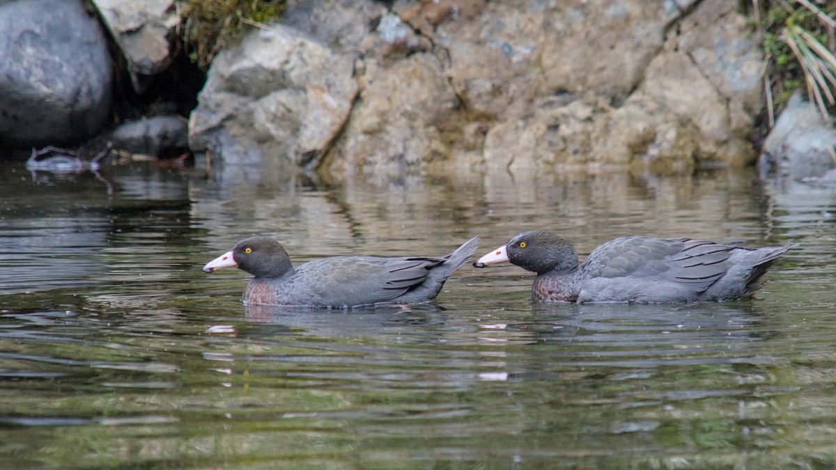 Blue Duck - ML644709964