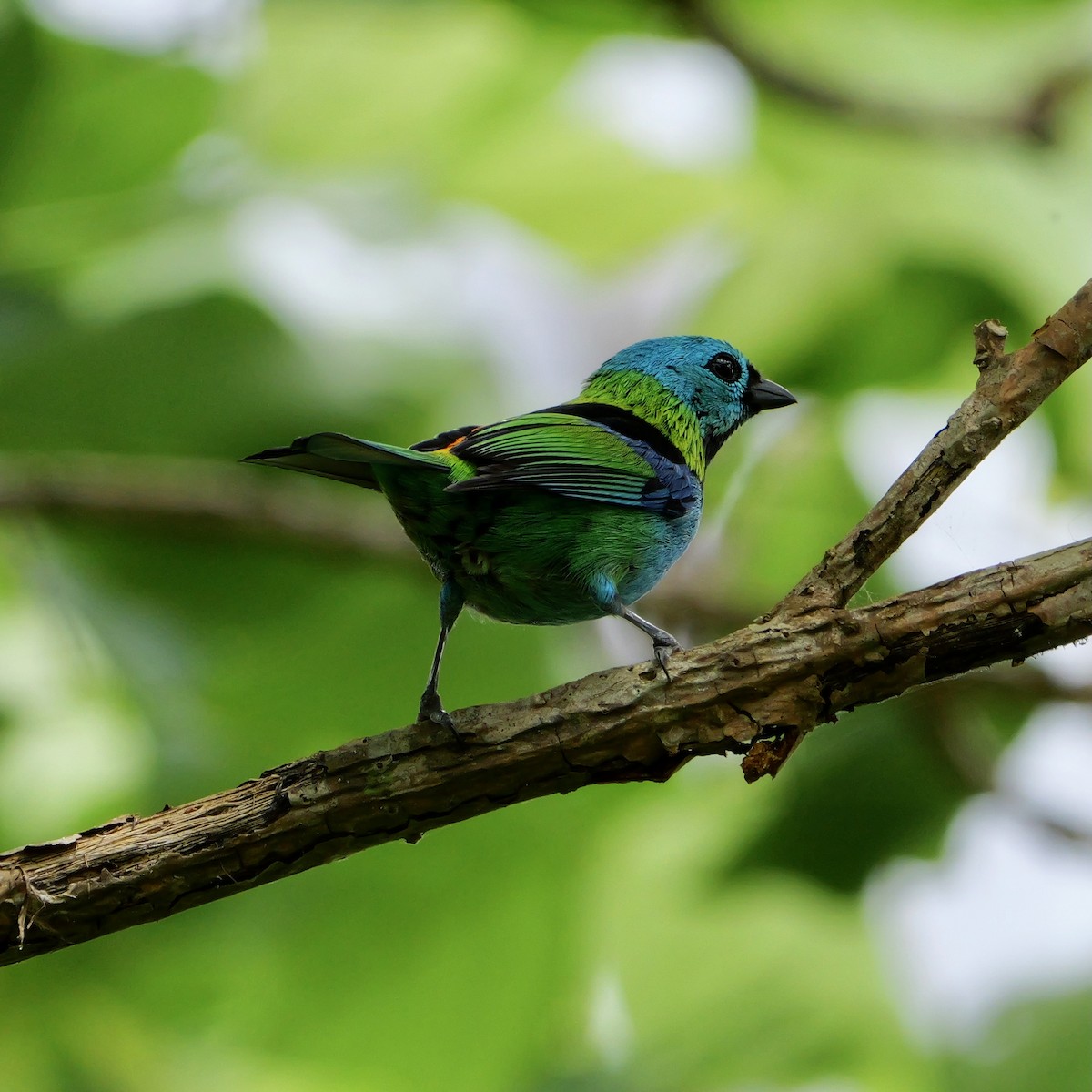 Green-headed Tanager - ML644709966