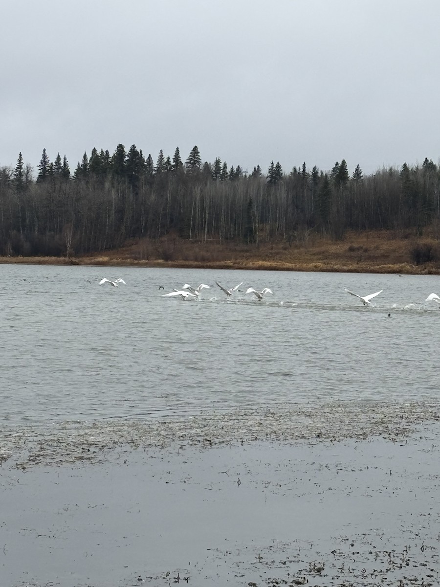 ברבור אמריקני - ML644709969